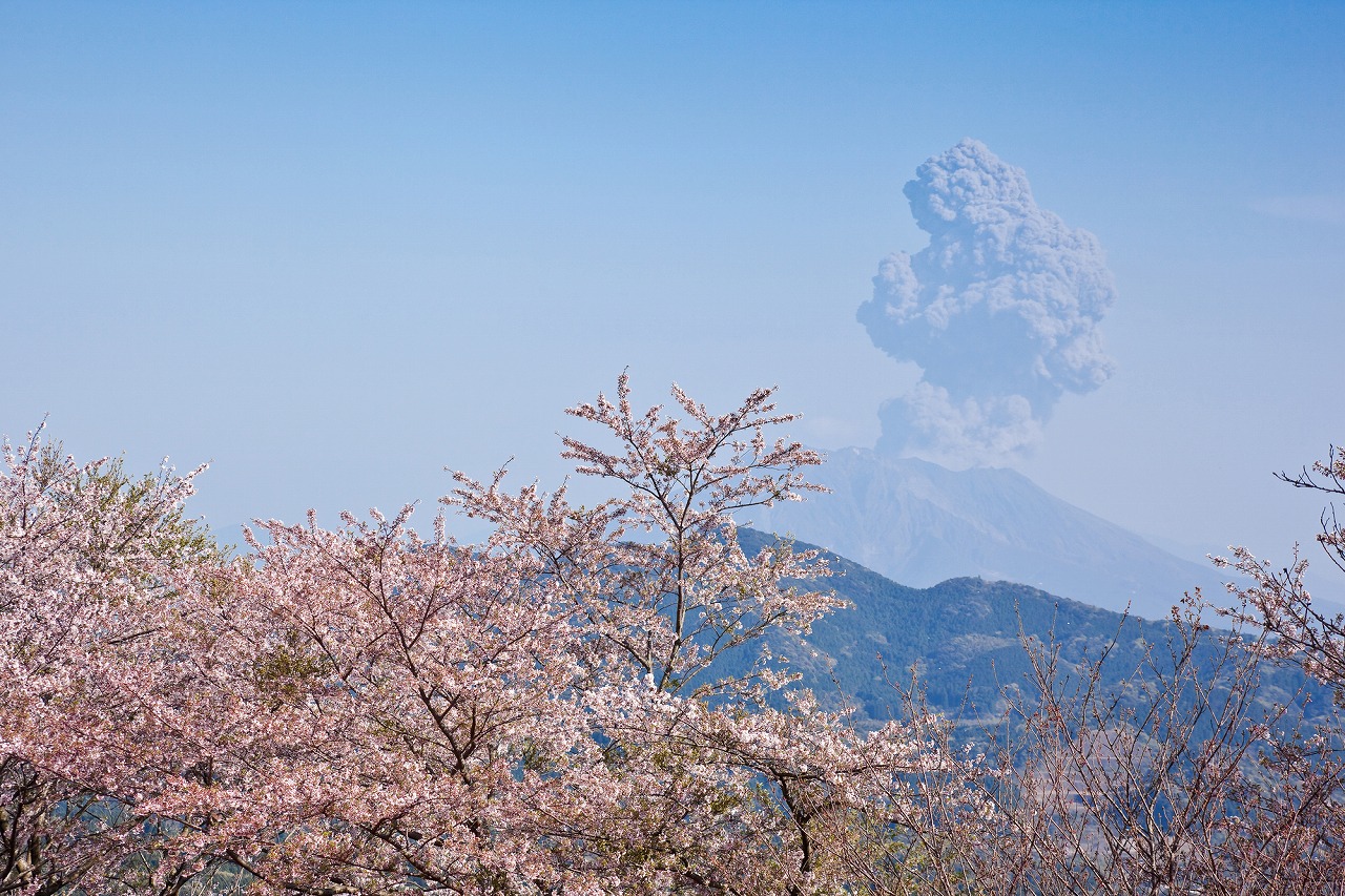 鹿児島の桜・お花見・河津桜スポット15選！定番・歴史的な建物・公園などお出かけ大好きな筆者が紹介