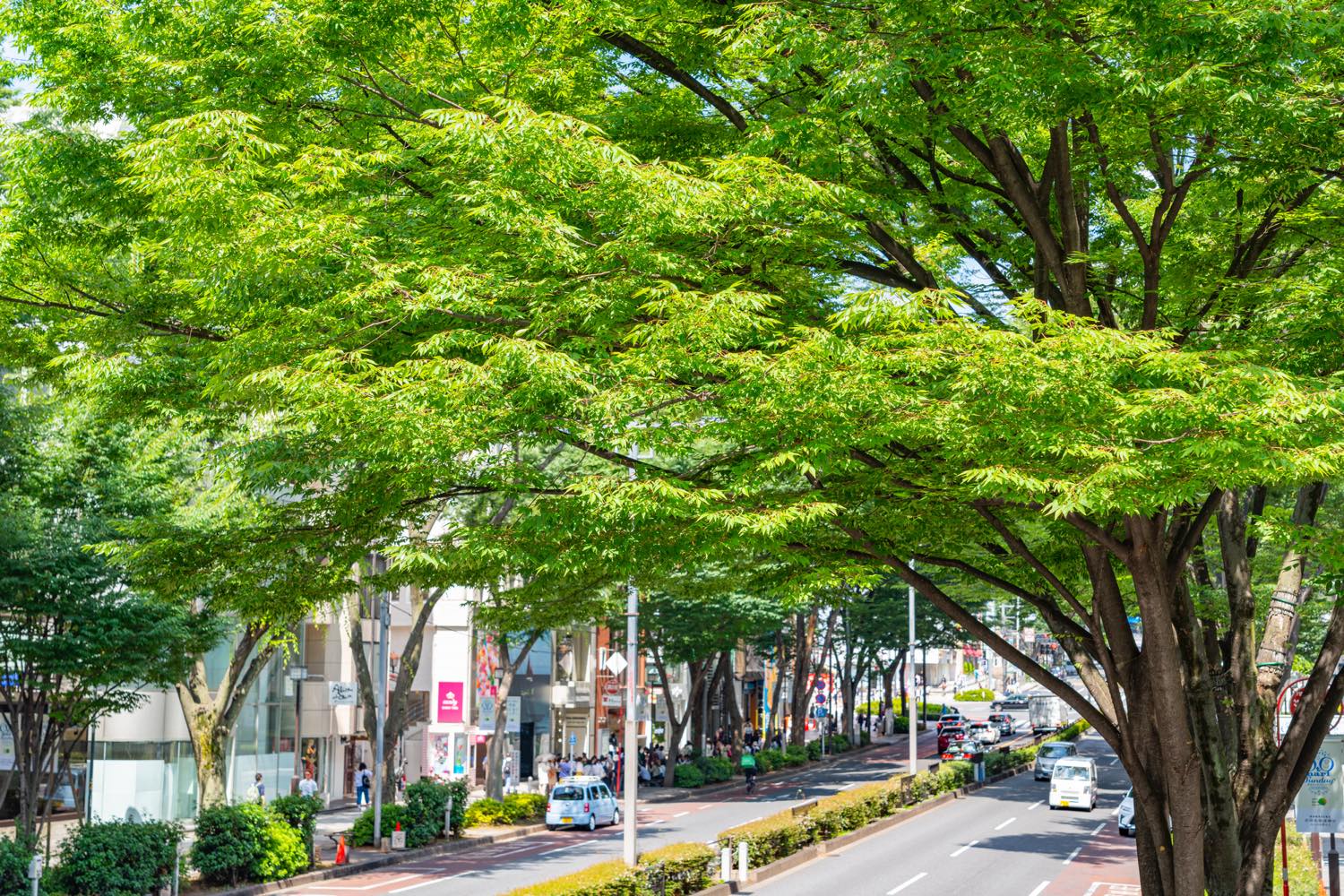 21年版 表参道のフレンチランチならここ カップルのデートや記念日にもおすすめ 表参道通が徹底ガイド 本格フレンチから隠れ家 穴場の店まで アニバーサリーズマガジン