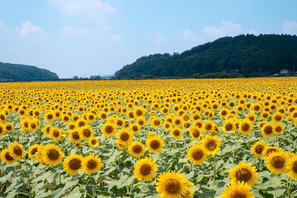 【保存版】益子デートならここ北関東在住ライターおすすめの15スポット【定番から自然・道の駅・グルメやカフェも】