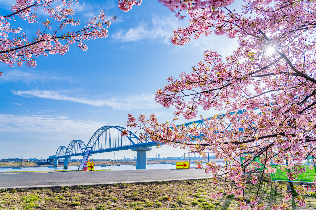 【2024版】千葉の桜・お花見・河津桜スポット15選！ピクニック・夜桜・景観◎などアウトドア派の筆者が紹介