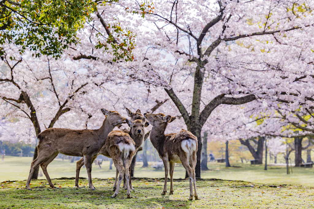 【2024年版】奈良の花見スポット15選！自然・歴史・夜桜など関西で生まれ育った筆者が紹介