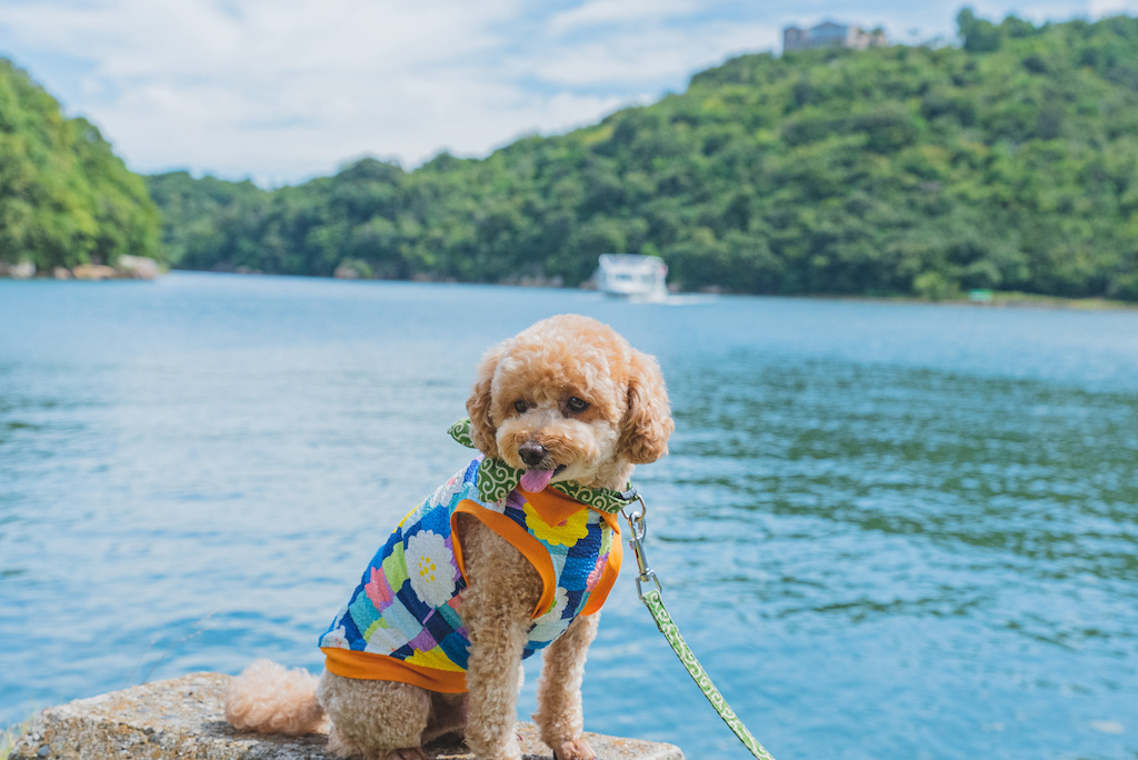 浜松の犬と楽しめるスポット15選！泊まれる宿・カフェ・観光スポットなどお出かけ好きな筆者が紹介