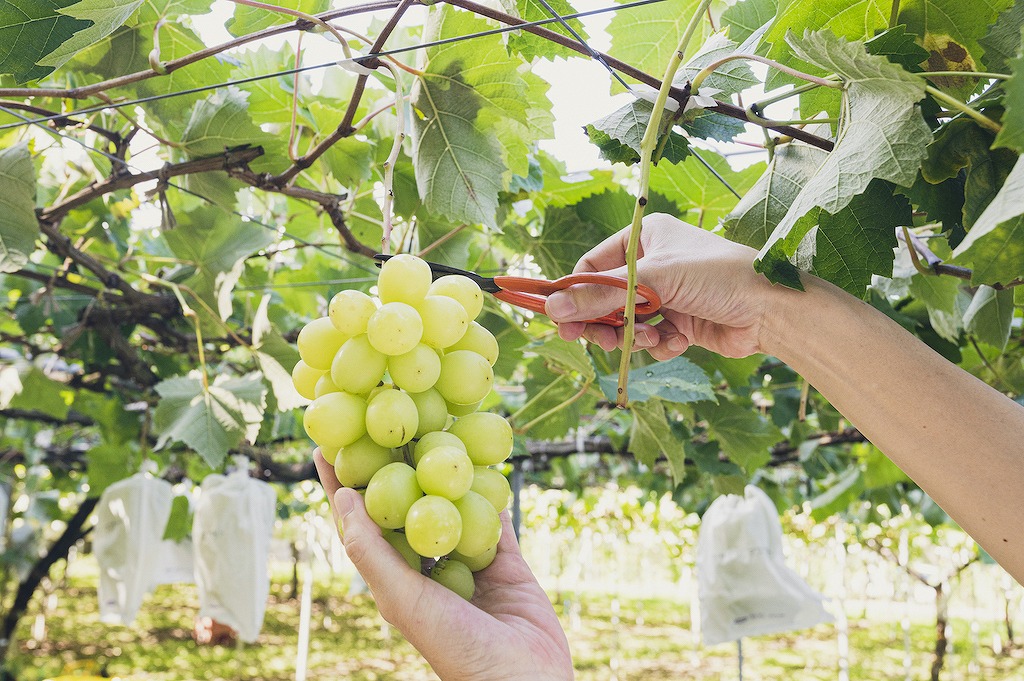 関西のおすすめ果物狩りスポット10選 お出かけに 今が旬の果物 お腹いっぱい堪能できるスポットを果物と共に成長した筆者が紹介 ページ 2 3 アニーお祝い体験マガジン By ギフトモール