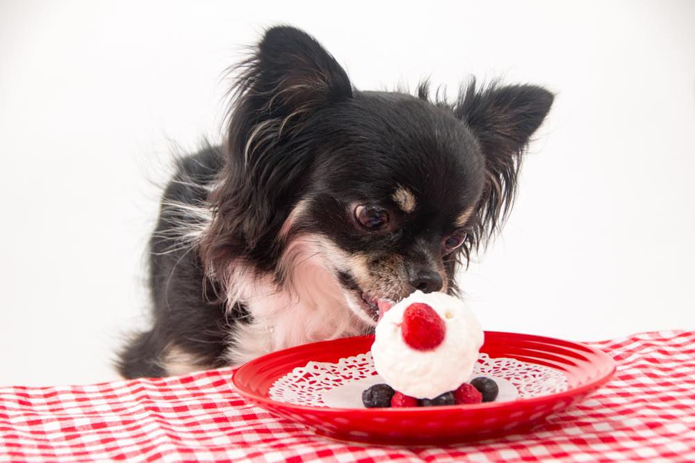 犬用ケーキのおすすめ10選！無添加・低カロリー・栄養バランス◎ワンちゃんの身体に優しいケーキを犬好きライターが厳選紹介！