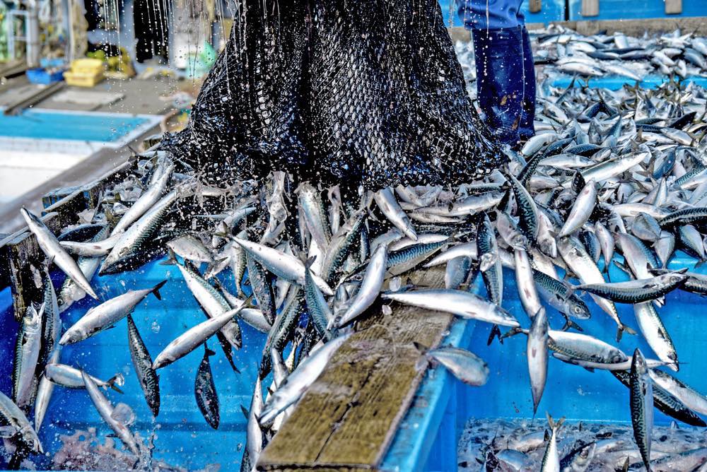 【保存版】銚子の海鮮ランチ15選！カップルのデートや記念日にもおすすめ【千葉県民が徹底ガイド】個室あり・コスパ◎・寿司・海鮮丼など