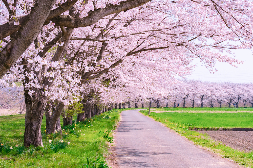 さいたまの花見スポット15選！公園・街中・おすすめのスポットなど春大好きな筆者が紹介