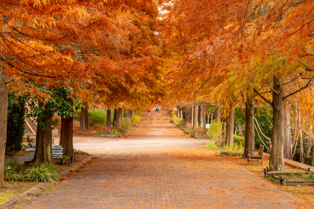 兵庫の紅葉スポット15選！温泉・寺社仏閣・公園・ライトアップなど生まれも育ちも神戸の筆者が紹介