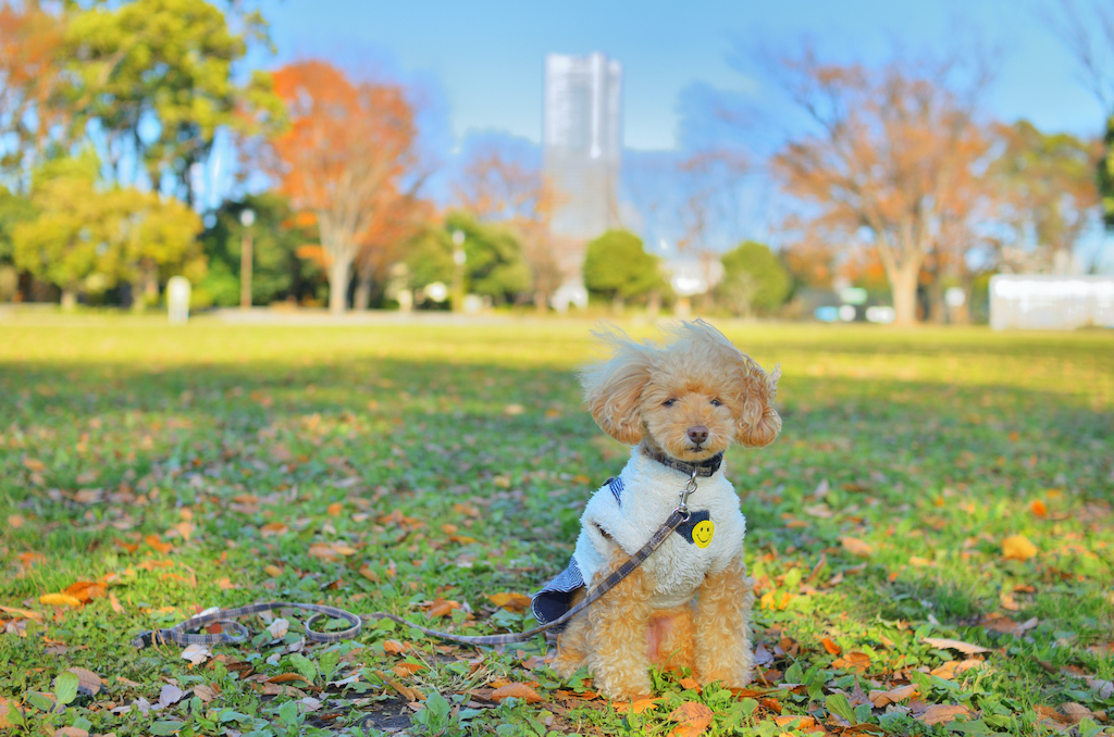 横浜の犬と楽しめるスポット15選！ドッグラン・雨の日・カフェなど横浜在住お出かけ好きな筆者が紹介