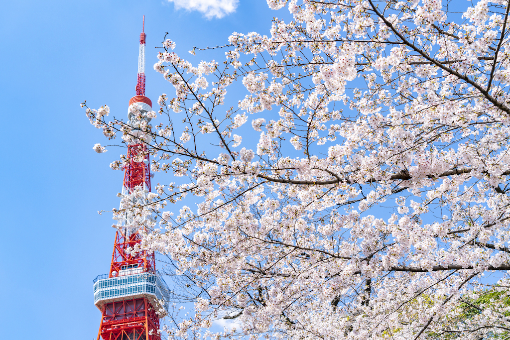 【2024年版】東京の桜・お花見・河津桜スポット15選！定番・穴場・カフェなどお出かけ大好きな筆者が紹介