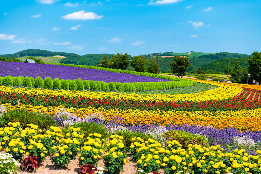 北海道の絶景スポット30選！カラフル花畑・リフレッシュ・花名所など旅行好きな筆者が紹介