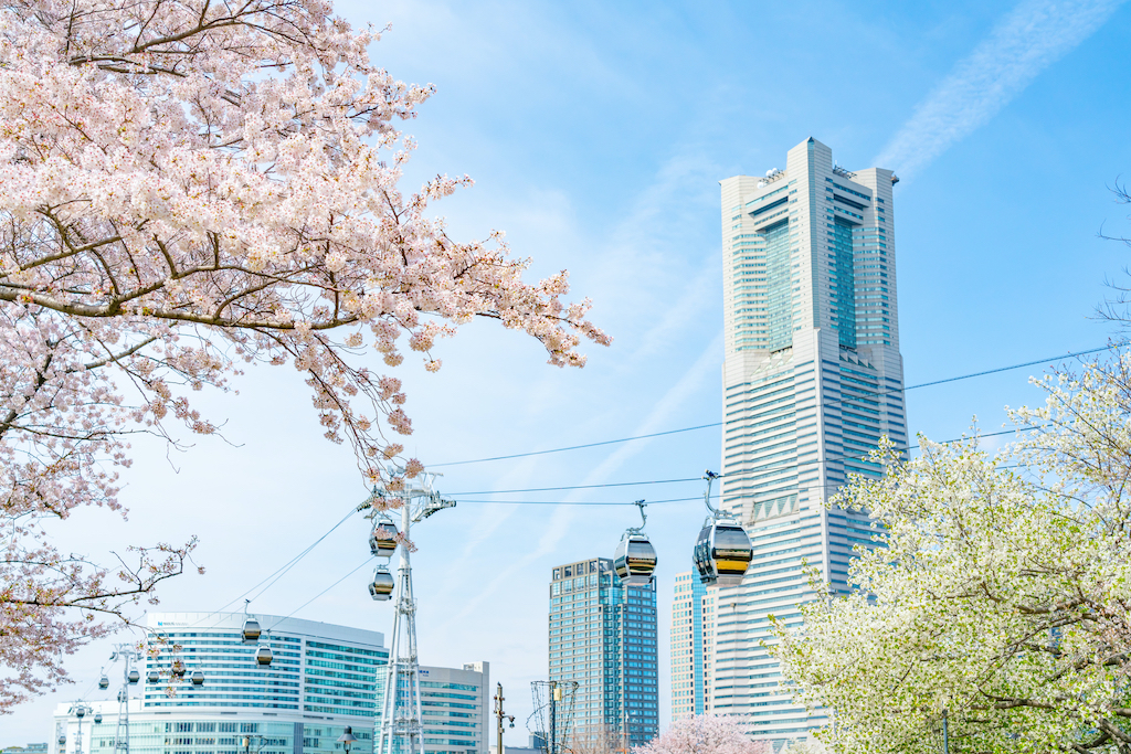 横浜の花見スポット15選！歴史・夜桜・穴場など横浜在住お出かけ好きな筆者が紹介