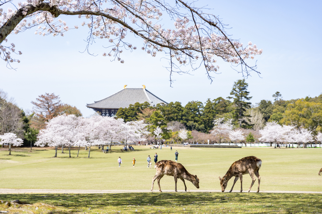 奈良の桜・お花見・河津桜スポット15選！大規模・公園・仏閣などお出かけ大好きな筆者が紹介