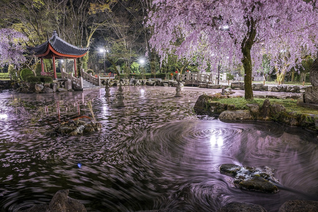 岐阜の桜・お花見・河津桜スポット15選！公園・川沿い・デート向けなど岐阜在住の筆者が紹介