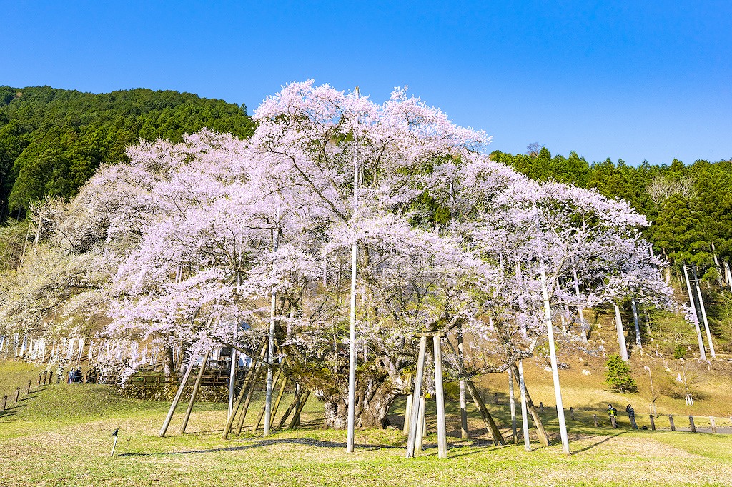 【2024年版】岐阜の花見スポット15選！定番・名木・桜まつりなど岐阜観光通の筆者が紹介