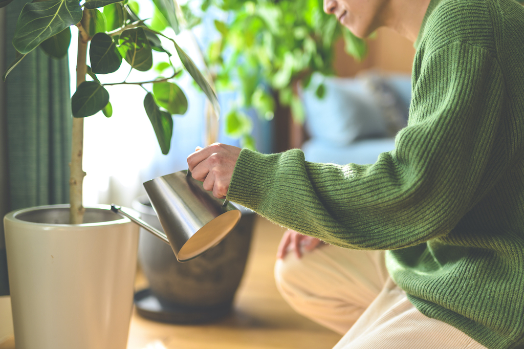 初心者にもおすすめの育てやすい観葉植物10選！室内でもOK・大型・虫がつきにくいなどの特徴がある植物をインテリア好きライターがご紹介！