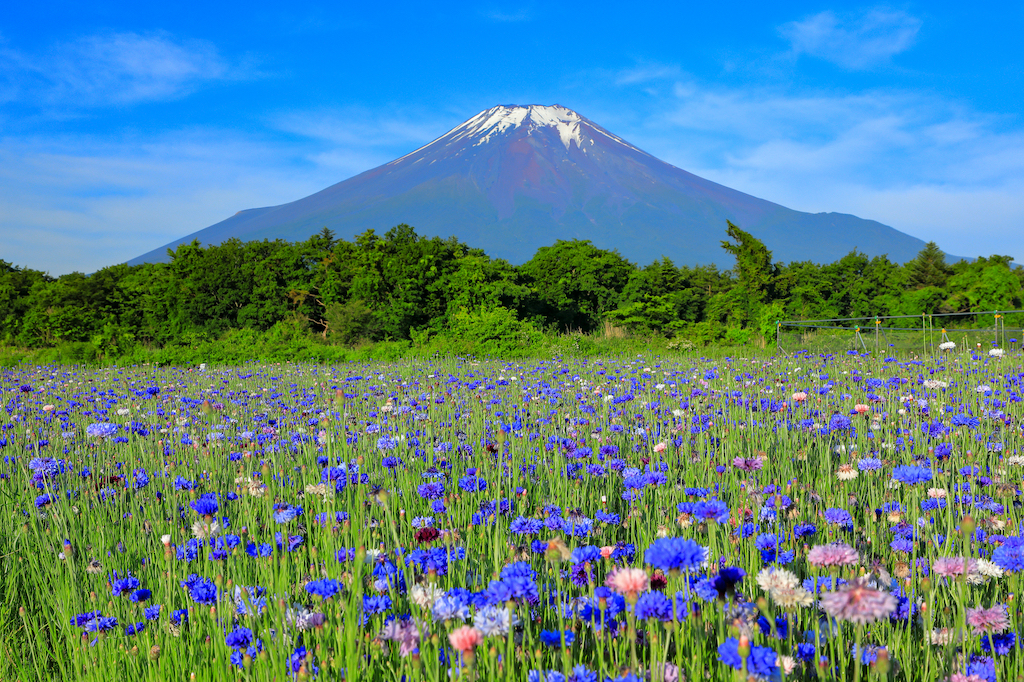 【保存版】山中湖周辺の朝食15選！レジャーや旅行におすすめのおしゃれカフェ・がっつり・軽食など【朝食大好き筆者が徹底ガイド】