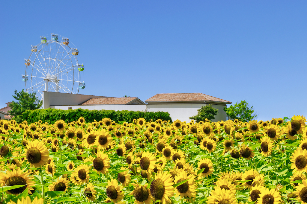 神奈川のピクニックスポット15選！子連れ・海に近い・芝生のある公園など神奈川在住のお出かけ好きな筆者が紹介