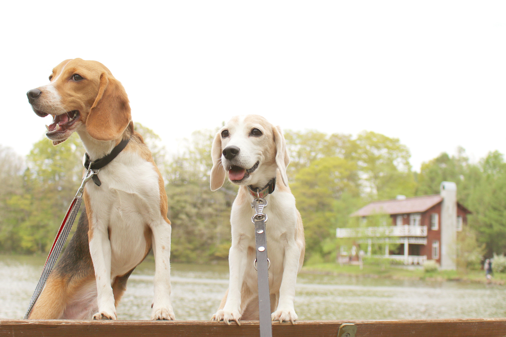 長野の犬と楽しめるスポット15選！コテージ・公園・カフェなどお出かけ好きな筆者が紹介