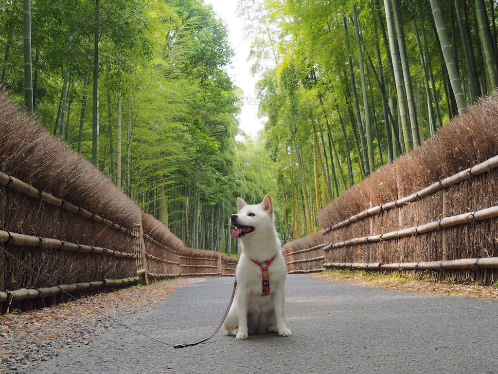【2024年版】京都市の犬と楽しめるスポット15選！寺社仏閣・お散歩・ホテルなど京都観光通の筆者が紹介