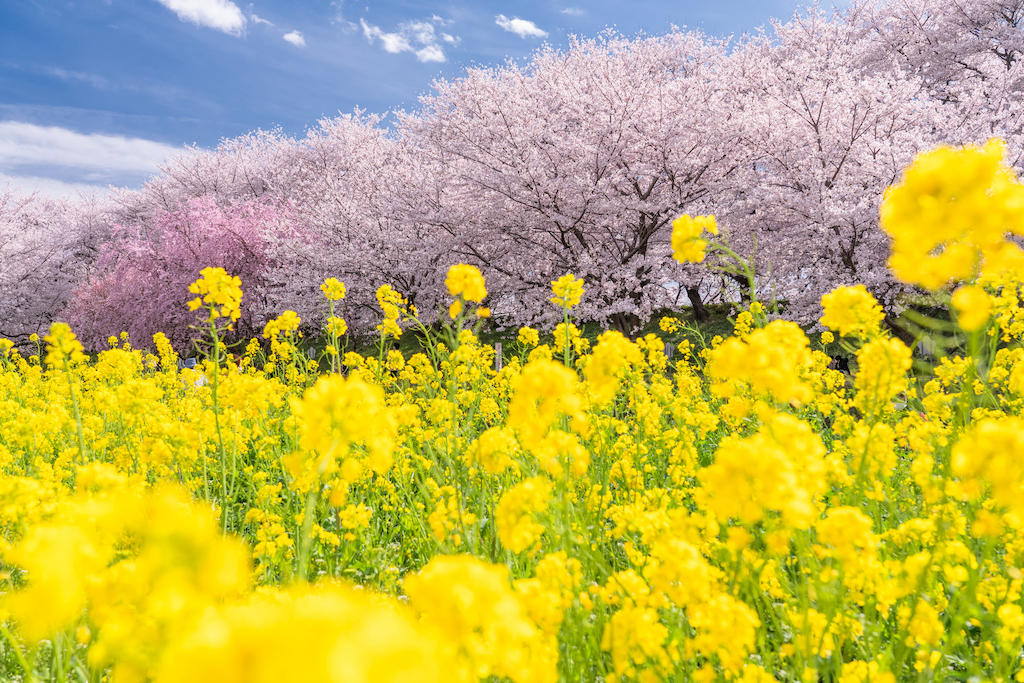 埼玉の花見スポット15選！公園・人気な場所・ライトアップなどお出かけ好きな筆者が紹介