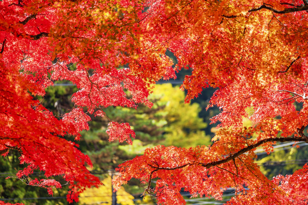 福島の神社・お寺15選！パワースポット・縁結び・金運アップなど旅行好きな筆者が紹介！