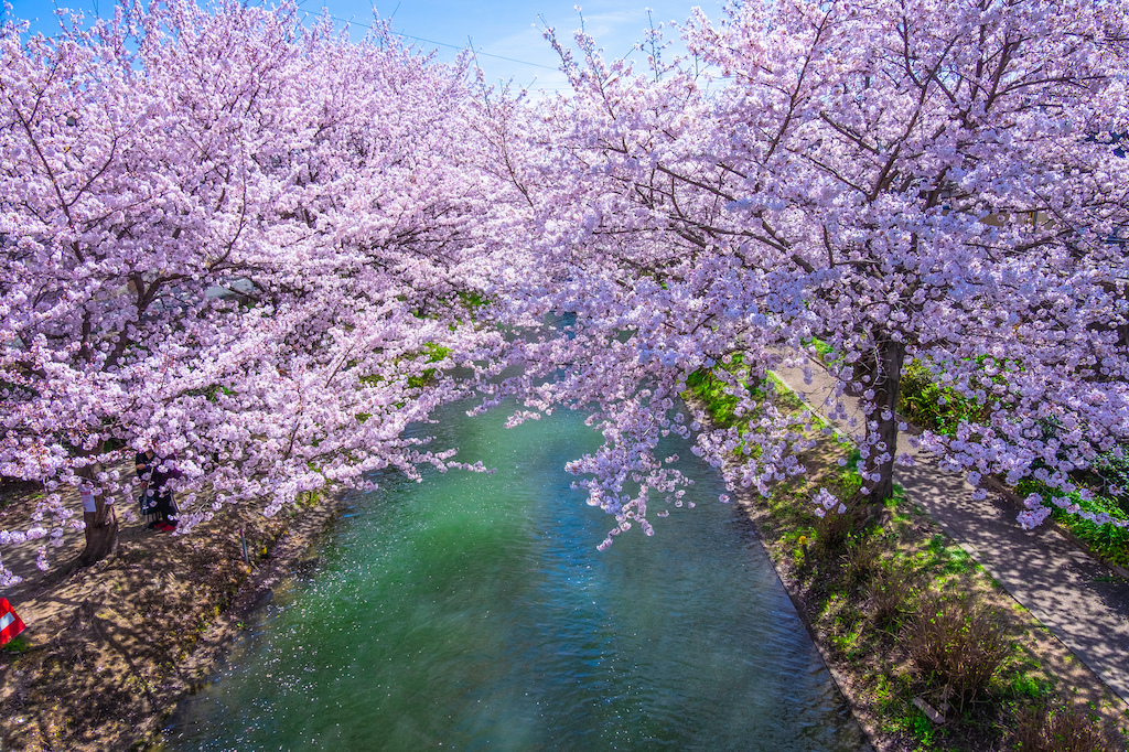 【2024年版】京都市の桜・お花見・河津桜スポット30選！絶景・夜桜・大パノラマなど旅行好きな筆者が紹介