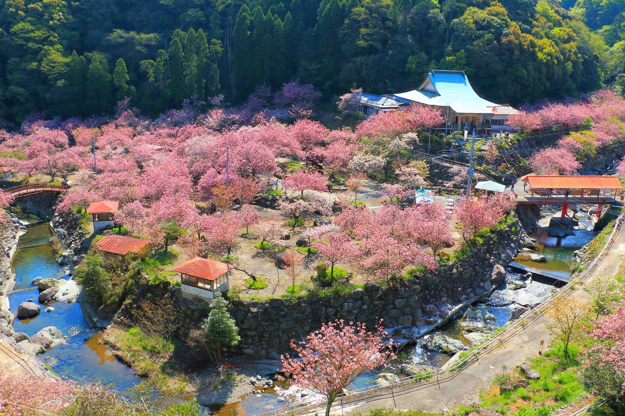 【2024年度版】大分の桜・お花見・河津桜スポット15選！定番・公園・神社仏閣などお出かけ大好きな筆者が紹介