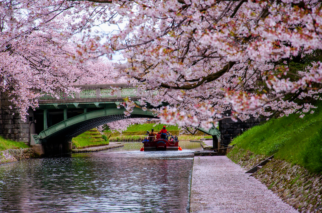 【2024年版】富山の花見スポット15選！絶景・桜並木・夜桜など富山観光通の筆者が紹介