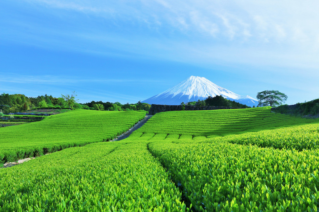 静岡のドライブ観光スポット30選！絶景・レジャー・絶景ロードなど旅行好きな筆者が紹介