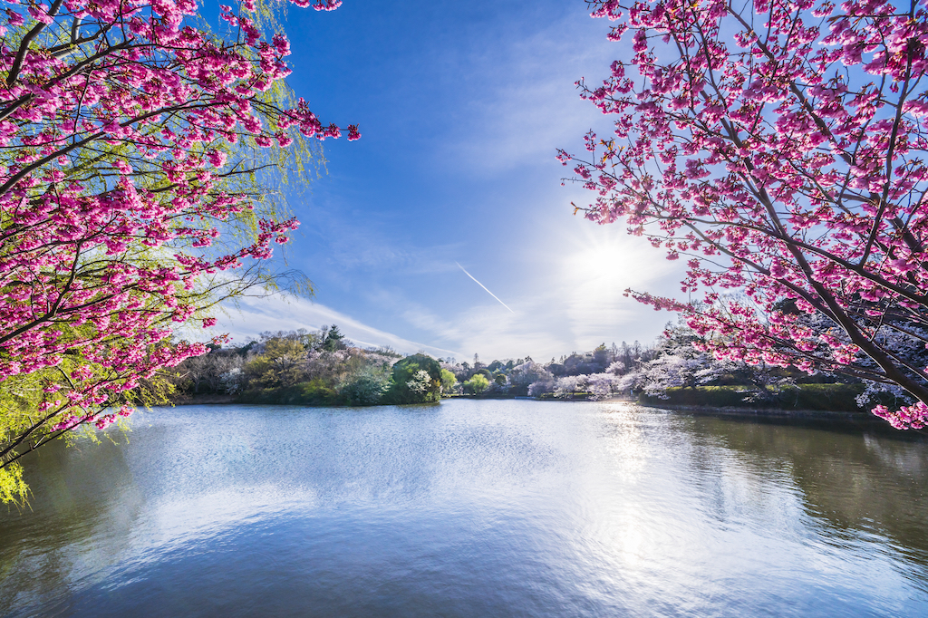 神奈川の花見スポット15選！公園・デート・ピクニックなど神奈川在住のお出かけ好きな筆者が紹介