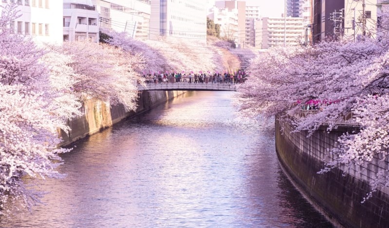 春の目黒川を楽しむ「桜＆アクティビティクルーズ」