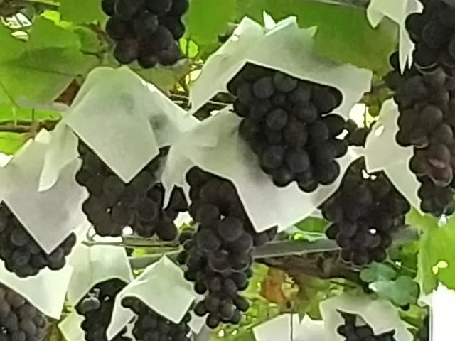 関西のおすすめ果物狩りスポット10選 お出かけに 今が旬の果物 お腹いっぱい堪能できるスポットを果物と共に成長した筆者が紹介 ページ 2 3 アニーお祝い体験マガジン By ギフトモール