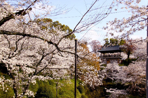 桜の名所でアスレチックを楽しめる「菊池公園」