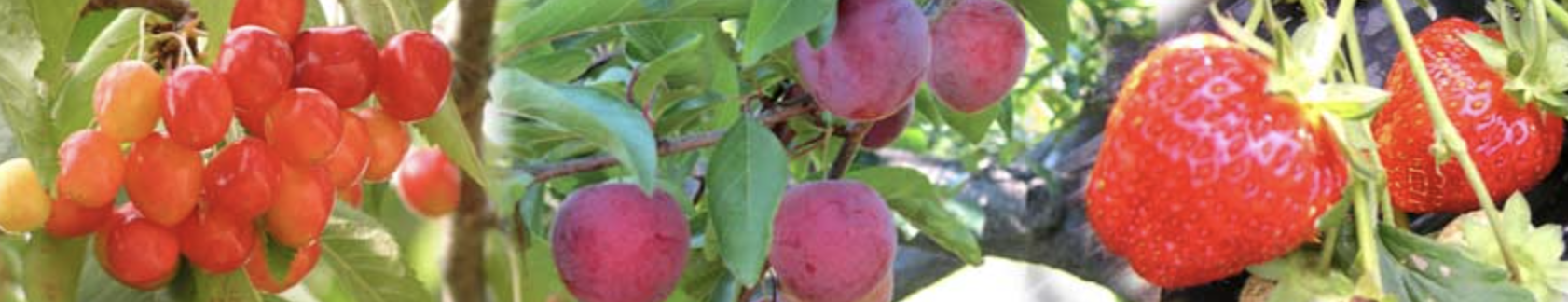 低農薬を心がけた甘くて美味しい果物が味わえる「八剣山果樹園」