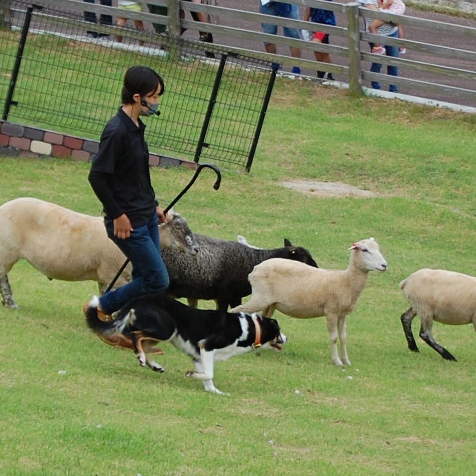 動物と自然に触れ合える「六甲山牧場」